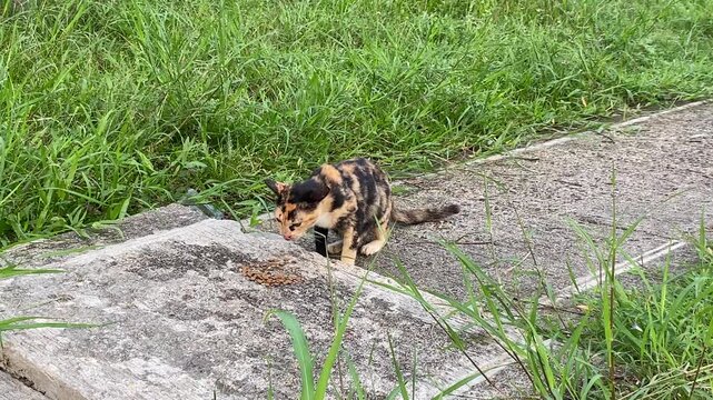 A stray cat in brown, black and white color, eating cat food on sidewalk at surrounded by green grass