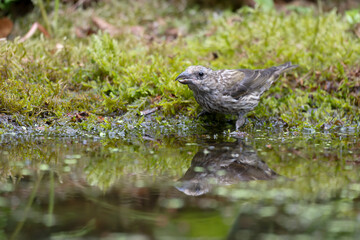 Crossbill, Loxia curvirostra