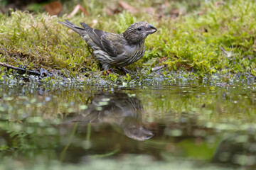 Crossbill, Loxia curvirostra