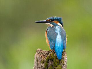 Kingfisher, Alcedo atthis
