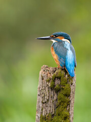 Kingfisher, Alcedo atthis