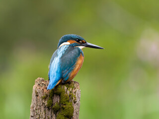 Kingfisher, Alcedo atthis