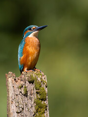 Kingfisher, Alcedo atthis