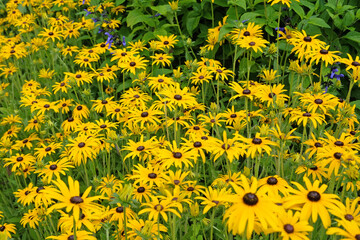 Yellow Rudbeckia ‘Goldsturm’, also known as Black eyed Susan, Gloriosa Daisy, or Yellow Ox Eye in flower.
