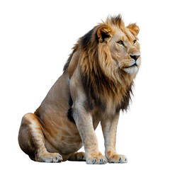 Obraz premium Majestic lion sitting isolated on transparent background, a powerful and regal animal