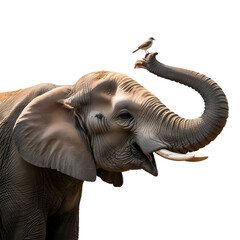 Obraz premium Elephant with a bird perched on its trunk isolated on transparent background