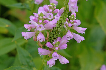 Lilac purple Physostegia virginiana, obedient plant in flower.
