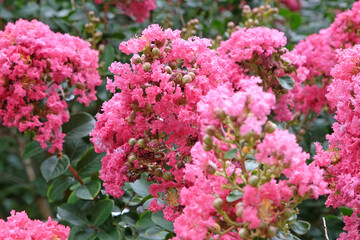 Soft pink Lagerstroemia indica, crepe myrtle, in flower.