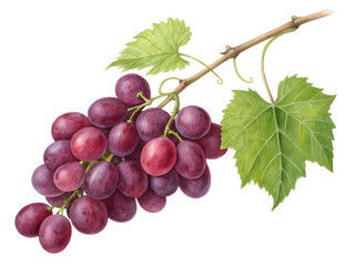 Fototapeta premium A ripe bunch of red grapes with green leaves on a vine