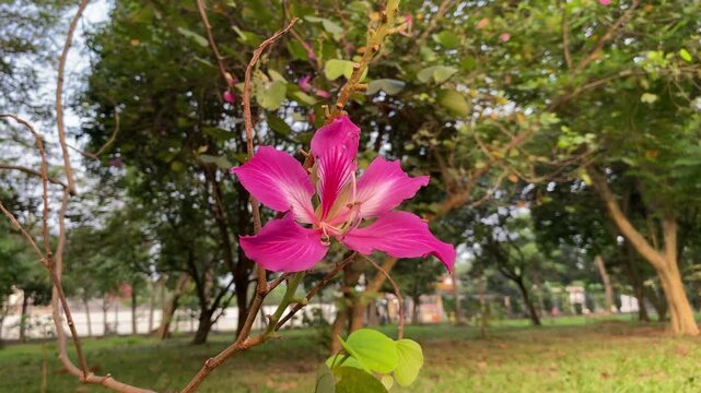 One flower of Bauhinia purpurea, orchid tree, purple bauhinia, camel's foot, or butterfly tree, swaying in the wind, selective focus