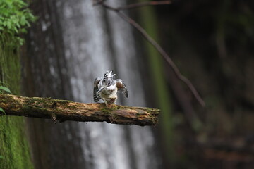 The crested kingfisher (Megaceryle lugubris pallida) is a very large kingfisher that is native to parts of southern Asia. This photo was taken in Hokkaido, Japan.