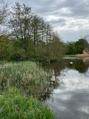 white swan on the lake