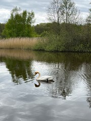 white swan on the lake