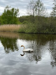 white swan on the lake