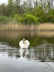white swan on the lake
