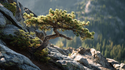 Fototapeta premium A windswept pine tree clinging to a rocky mountainside with a blurred forest backdrop