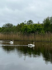 swans on the lake