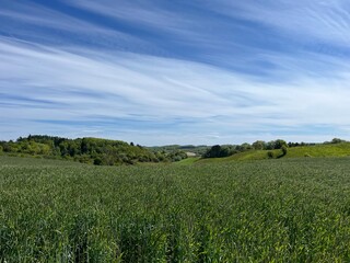 wheat field and blue sky