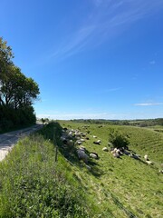 flock of sheep on the meadow