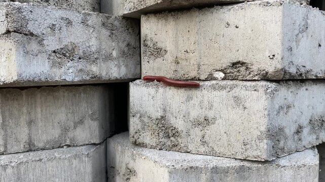 A brown millipede or Trigoniulus corallinus or rusty millipede, on pile of paveers or concrete block paving