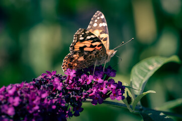 butterfly on flower