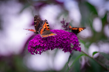 butterfly on flower