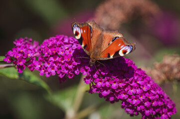 butterfly on flower