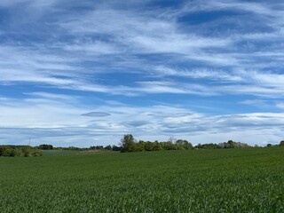 green grass and blue sky
