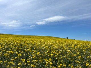 rapeseed field and blue sky