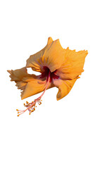 Hibiscus flower png Image or photo 
