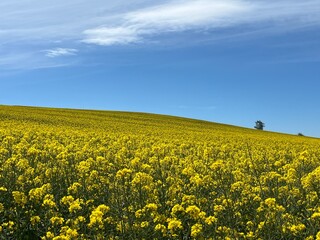 Obraz premium rapeseed field and blue sky