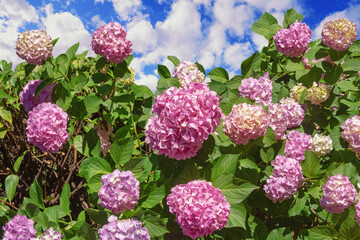 Beautiful flowers of hydrangea in garden against blue sky. Hydrangea macrophylla