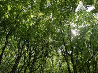 sunlight through trees