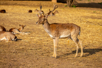 Beautiful sika deer in the autumn forest against the background of colorful foliage of trees. The deer looks to the sides and chews the grass. Fabulous forest autumn landscape with wild animals.