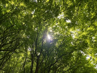 sun shining through the trees