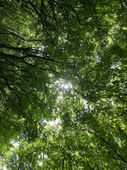 green forest background
