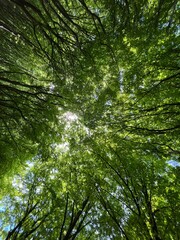green forest background