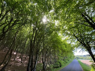 road through the forest