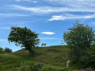 lonely cow on the hill