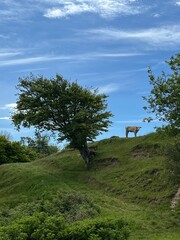lonely cow on the hill