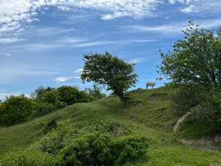 lonely cow on the hill
