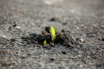 A plant sprout breaks through the asphalt. Strength and endurance in nature. The concept of business breakthrough, ideas and opportunities.