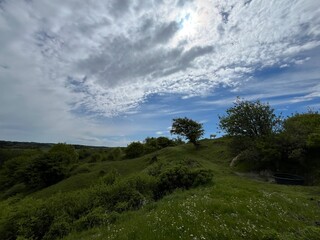 lonely cow on the hill