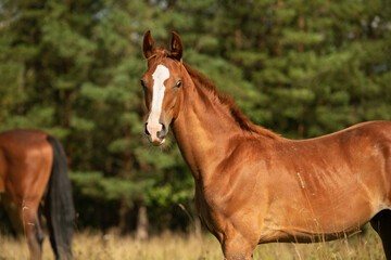 Obraz premium portrait of sportive chestnut foal posing with mom in stable yard. sunny summer morning