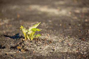 A plant sprout breaks through the asphalt. Strength and endurance in nature. The concept of business breakthrough, ideas and opportunities.