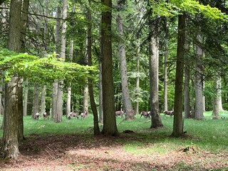 red deers in the forest