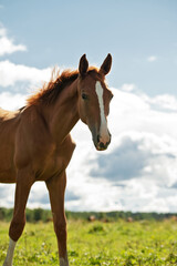 portrait of  sportive chestnut foal posing with mom in stable yard. sunny summer morning