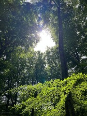 sun rays through trees