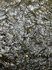 texture of floating water in the river