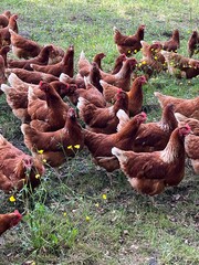 chickens on the grass